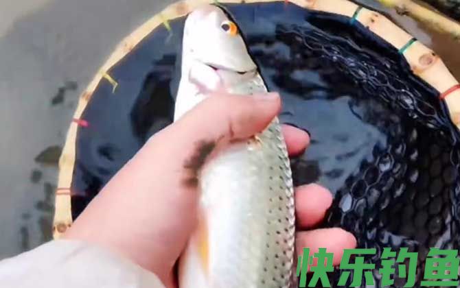 红眼鱼喜欢吃什么饵料？(图3)