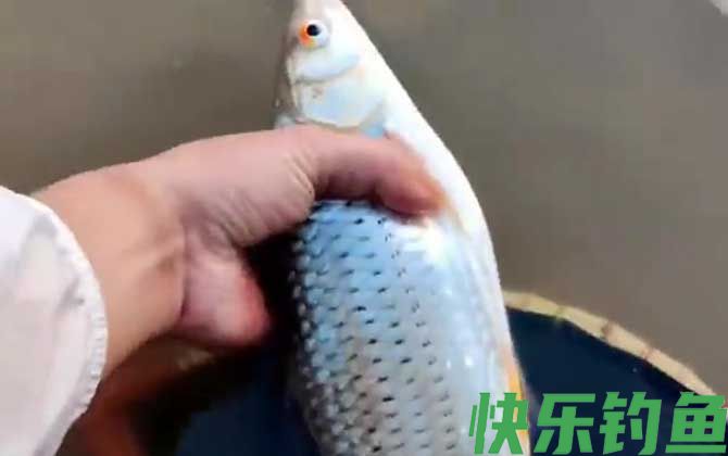 红眼鱼喜欢吃什么饵料？(图1)
