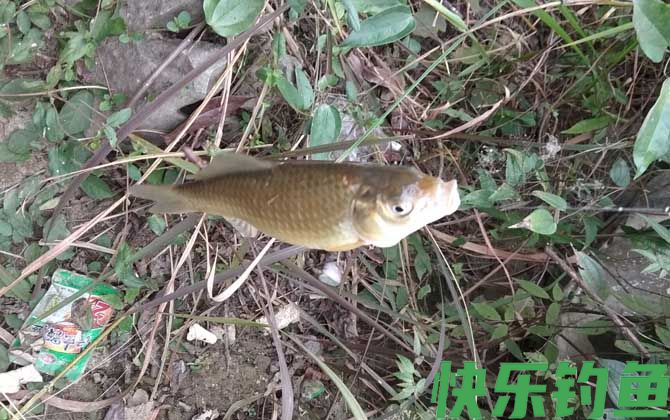 钓鲫鱼什么小药好？(图3)