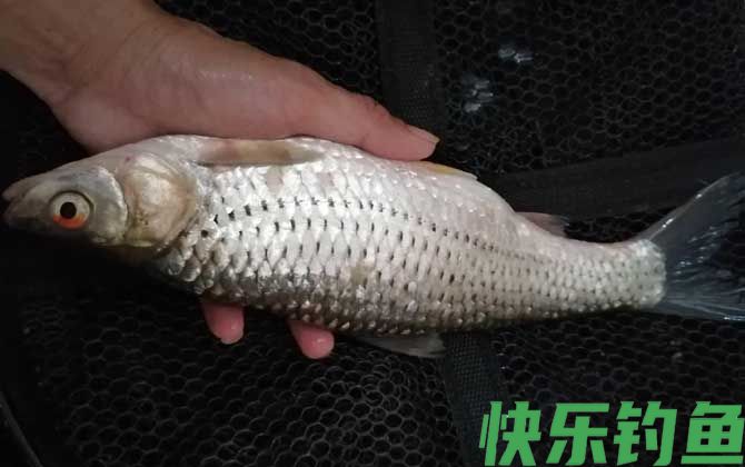 红眼鱼喜欢吃什么饵料？(图2)