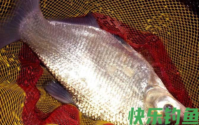 野钓鳊鱼用什么饵效果好？(图3)