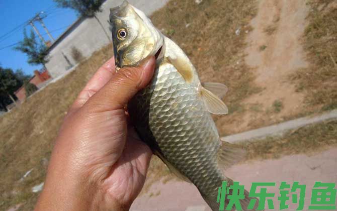 秋冬季节钓鲫鱼用什么窝料？(图2)