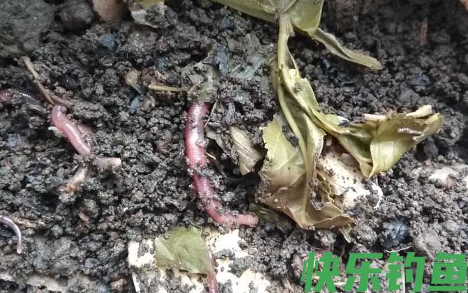 夏季钓鱼用蚯蚓怎么样？(图1)