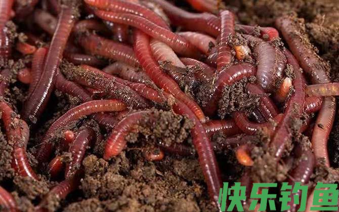 夏季钓鱼用蚯蚓怎么样？(图2)