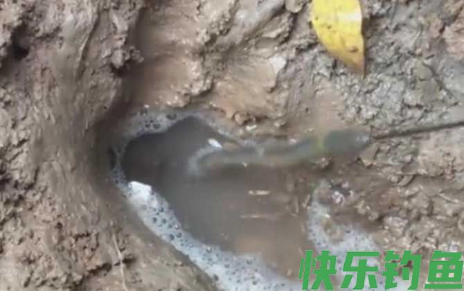 用什么钓黄鳝最好钓？(图4)