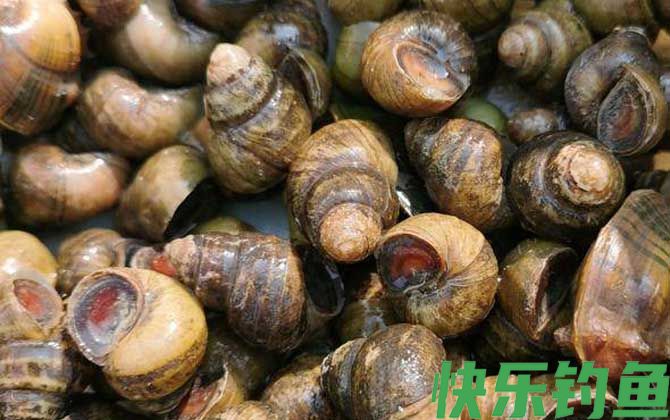 野钓公认好用的饵料(图6)