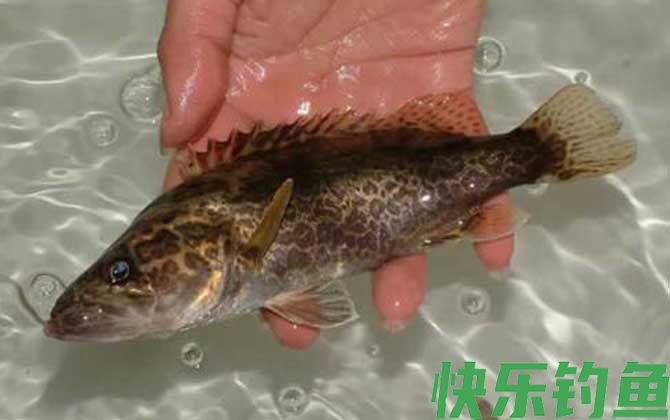 鳜鱼用什么饵钓比较好？(图1)