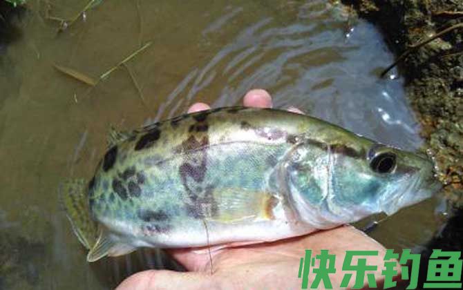 鳜鱼用什么饵钓比较好？(图3)