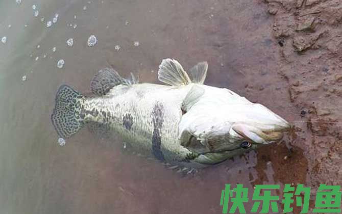 鳜鱼用什么饵钓比较好？(图2)