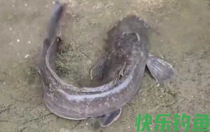 螺肉能钓什么鱼？(图2)