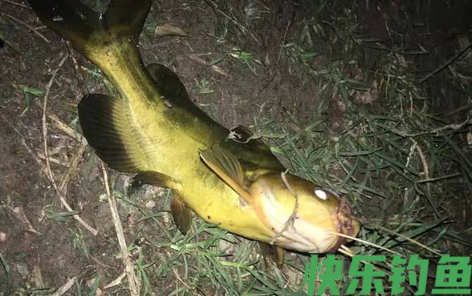 螺肉能钓什么鱼？(图5)