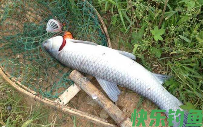 用什么小药钓青鱼草鱼？(图3)