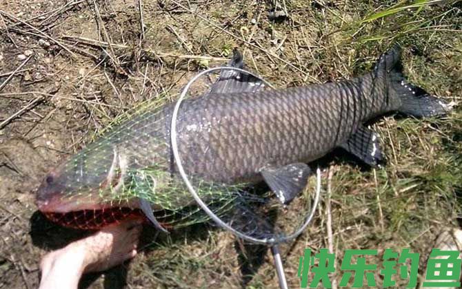 用什么小药钓青鱼草鱼？(图5)
