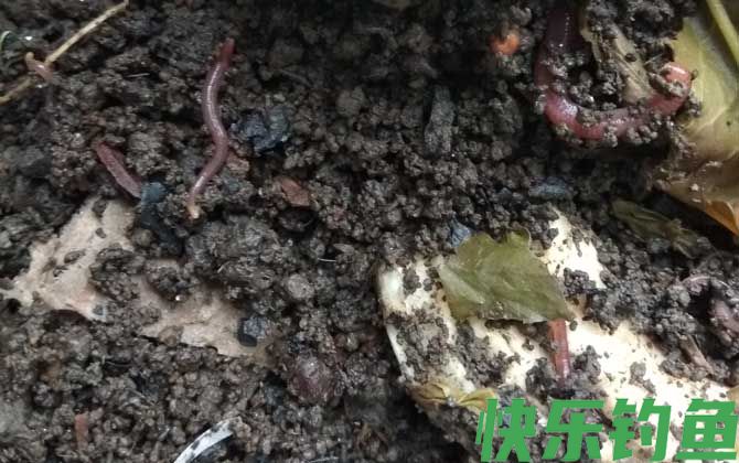 鲮鱼饵料大全及简单用法(图3) 鲮鱼饵料大全及简单用法(图3)
