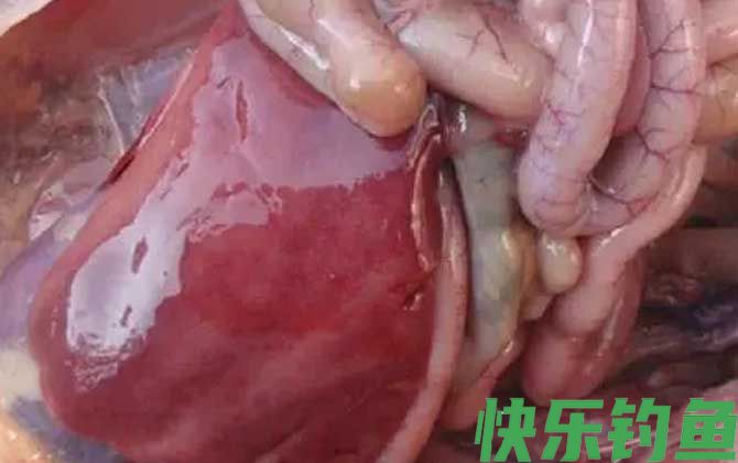 鲶鱼最爱吃三种饵料(图3)