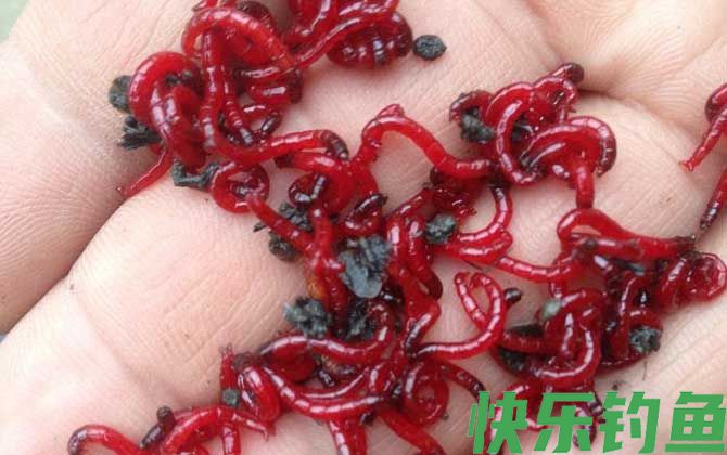 红虫钓鲫鱼什么季节最合适？(图4)