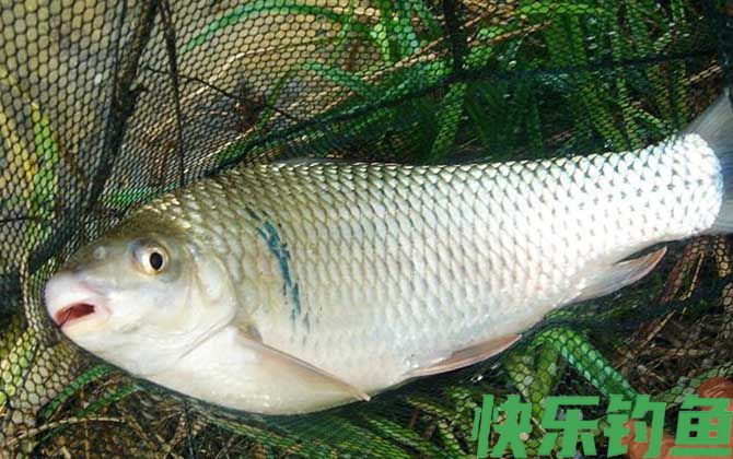 自制万能饵料配方大全(图3)