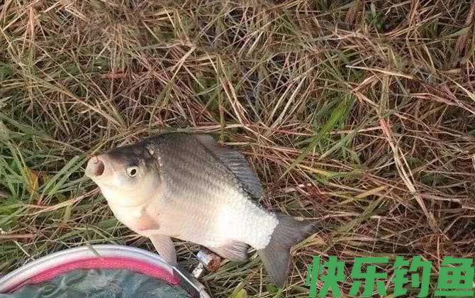自制万能饵料配方大全(图5)