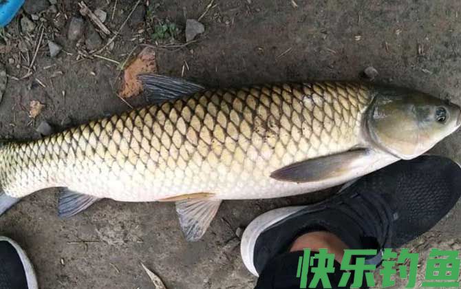 草鱼最爱吃什么饵料?(图2) 草鱼最爱吃什么饵料?(图2)