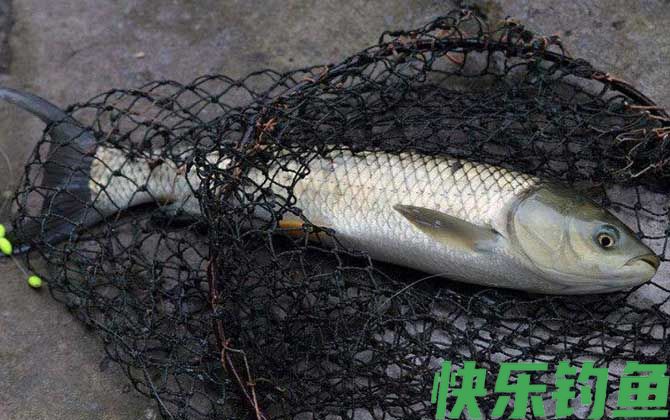 草鱼最爱吃什么饵料?(图4) 草鱼最爱吃什么饵料?(图4)