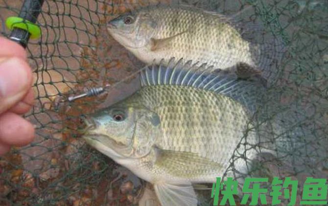 钓罗非鱼用什么钓最好？(图2)