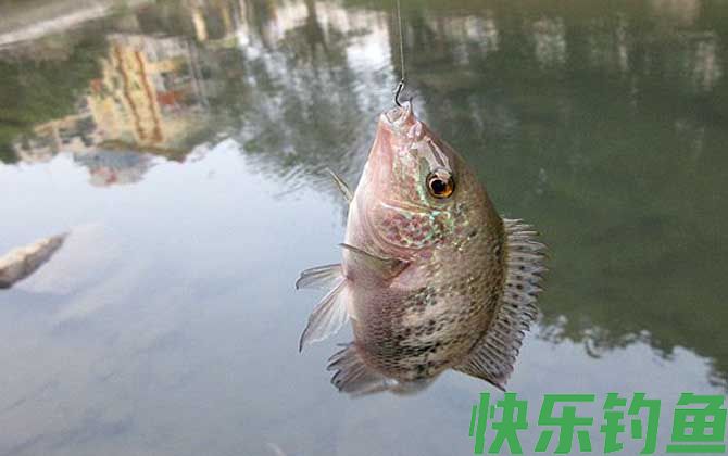 钓罗非鱼用什么钓最好？(图3)