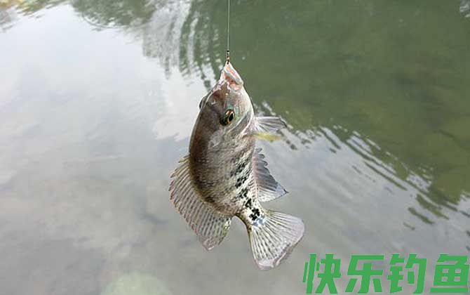 钓罗非鱼用什么钓最好？(图5)