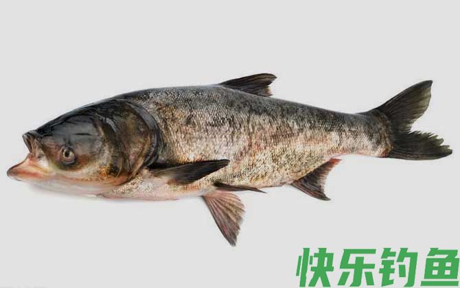 手竿钓鲢鳙商品饵料配方(图3)
