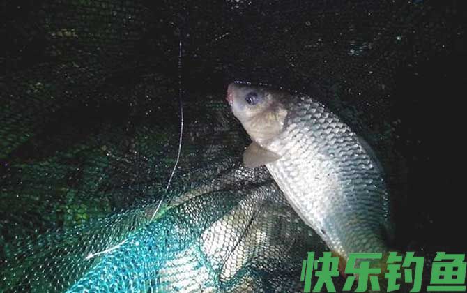 夏天晚上钓鱼用什么饵料好？(图4)