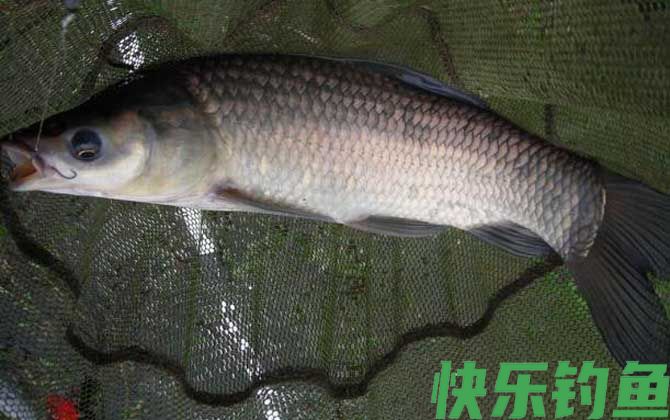 钓青鱼玉米打窝有用吗？(图1)