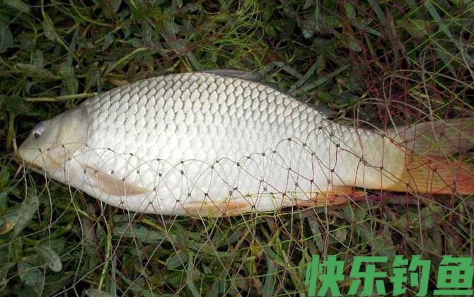 红虫粉适合钓什么鱼？(图2)