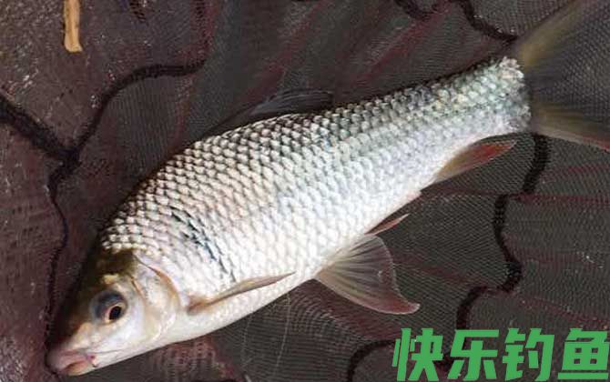 红虫粉适合钓什么鱼？(图5)