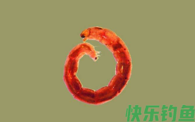 红虫和蚯蚓的区别(图3)