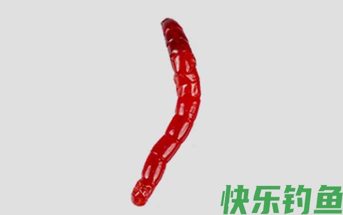 红虫和蚯蚓的区别(图5)
