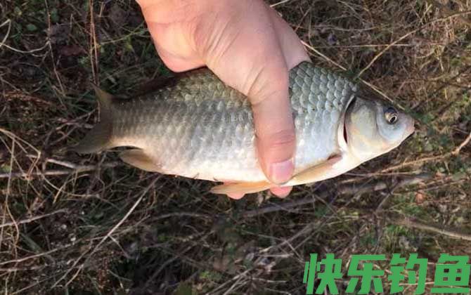 野钓鲫鱼最佳饵料配方(图4)