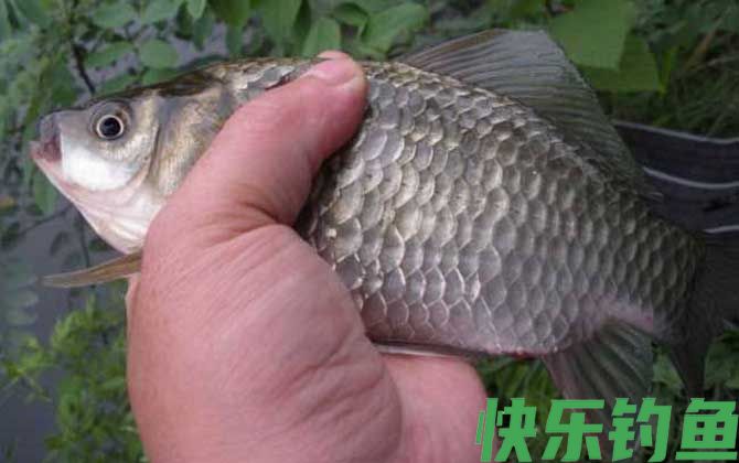 野钓鲫鱼最佳饵料配方(图3)