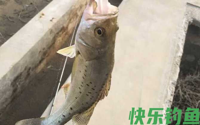 钓鲈鱼的最佳饵料是什么？(图2)
