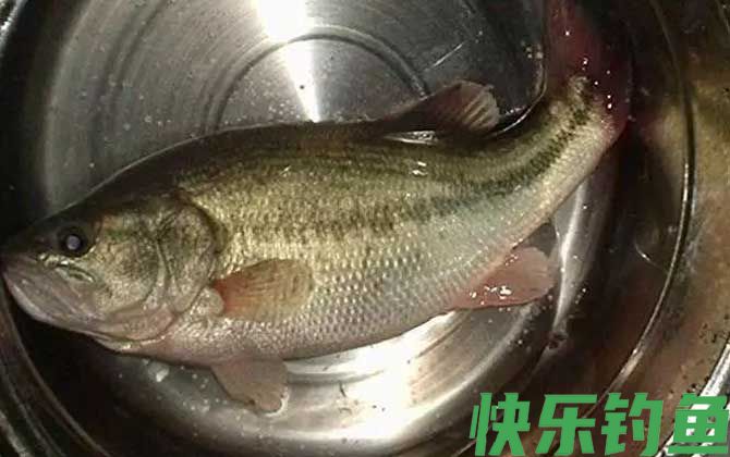 钓鲈鱼的最佳饵料是什么？(图4)