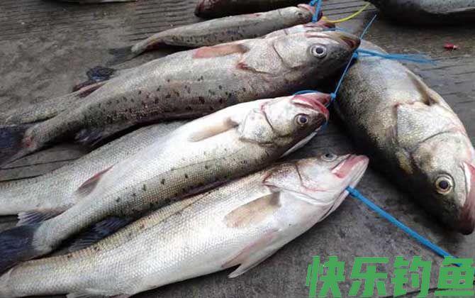 钓鲈鱼的最佳饵料是什么？(图3)