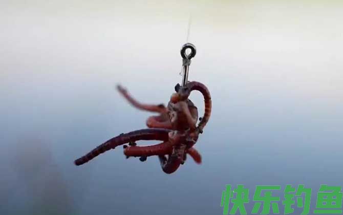 钓鱼大蚯蚓好还是小蚯蚓好？(图1)