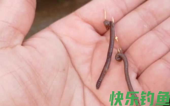 钓鱼大蚯蚓好还是小蚯蚓好？(图3)