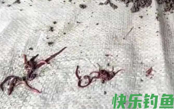 钓鱼大蚯蚓好还是小蚯蚓好？(图2)
