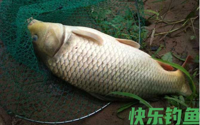 爆炸钩钓鲤鱼用什么饵料最好？(图1)