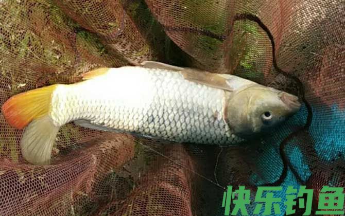 野钓鲤鱼最好用的自制饵料配方(图3)