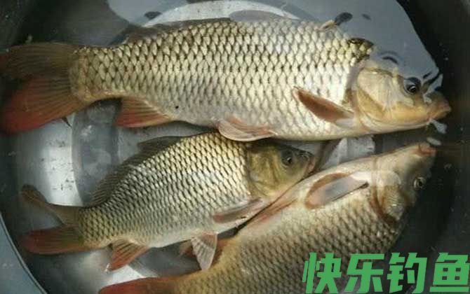 野钓鲤鱼最好用的自制饵料配方(图5)