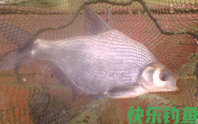 黑坑钓鳊鱼用什么饵料？(图1)