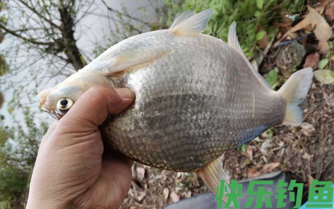 黑坑钓鳊鱼用什么饵料？(图2)