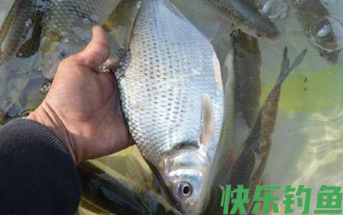 黑坑钓鳊鱼用什么饵料？(图4)