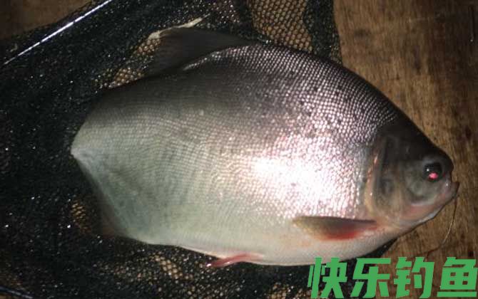 淡水白鲳鱼用什么饵料钓？(图2)