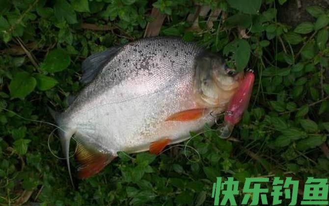 淡水白鲳鱼用什么饵料钓？(图3)